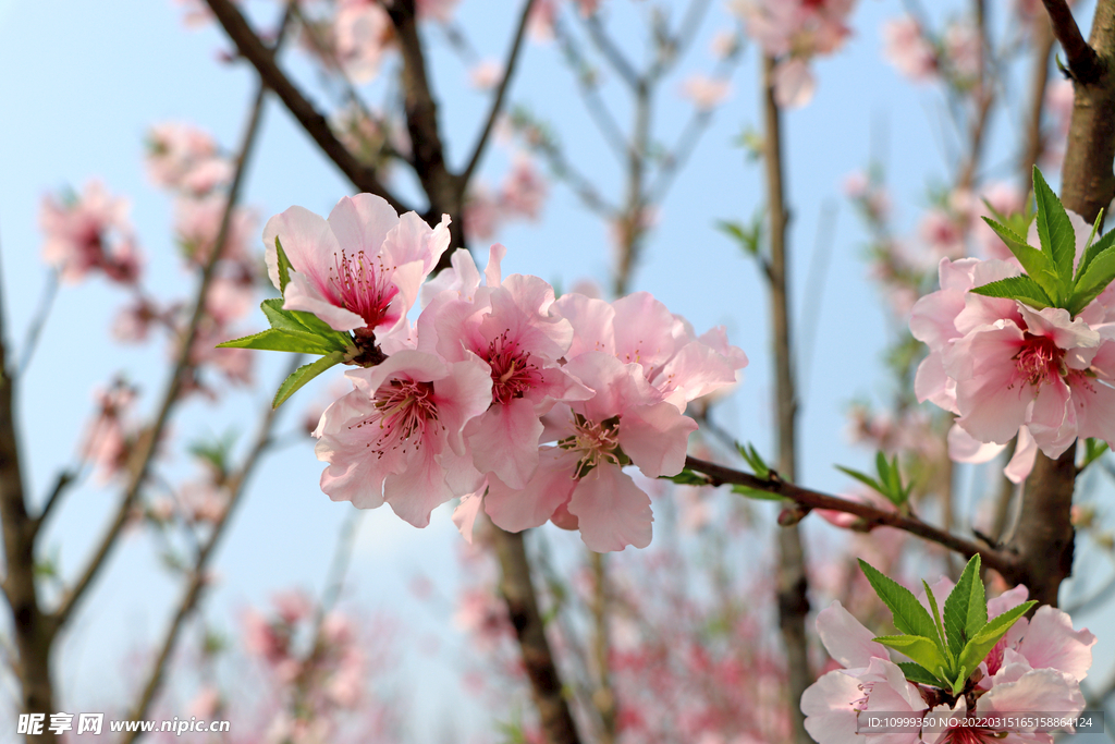 桃花特写