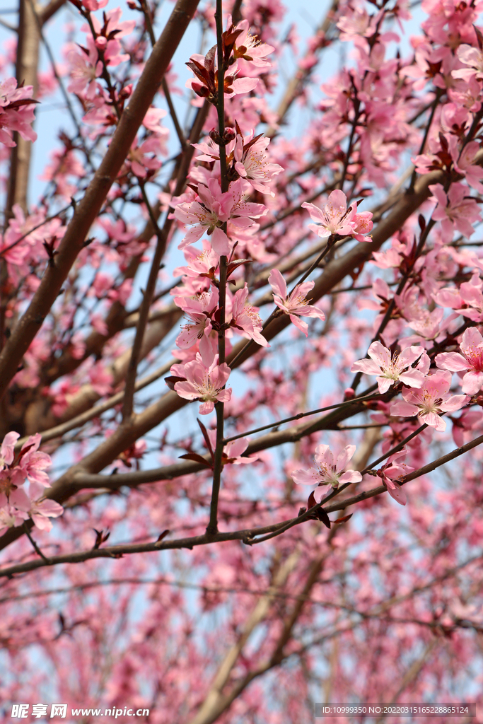 粉色春天桃花