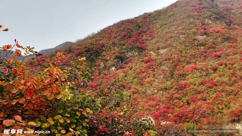 红叶遍透海