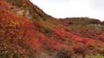 红叶透海山