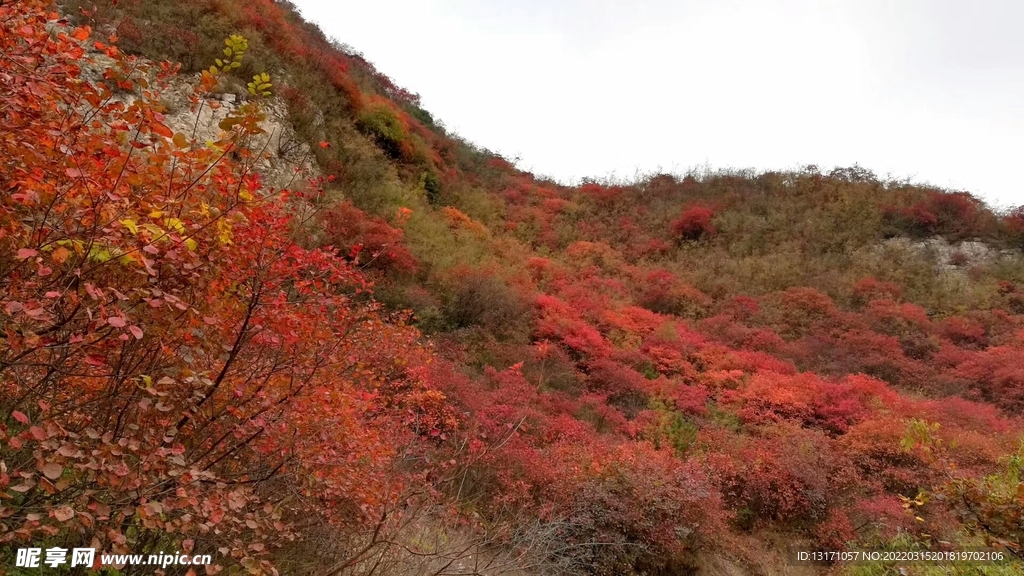 红叶透海山