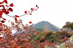 透海红叶