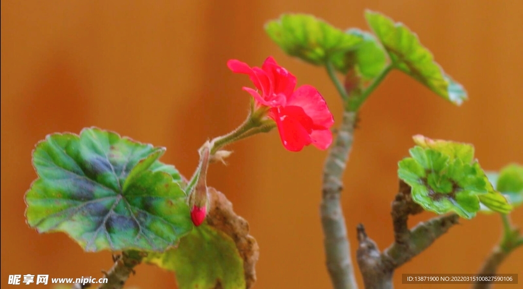 一朵小红花实拍