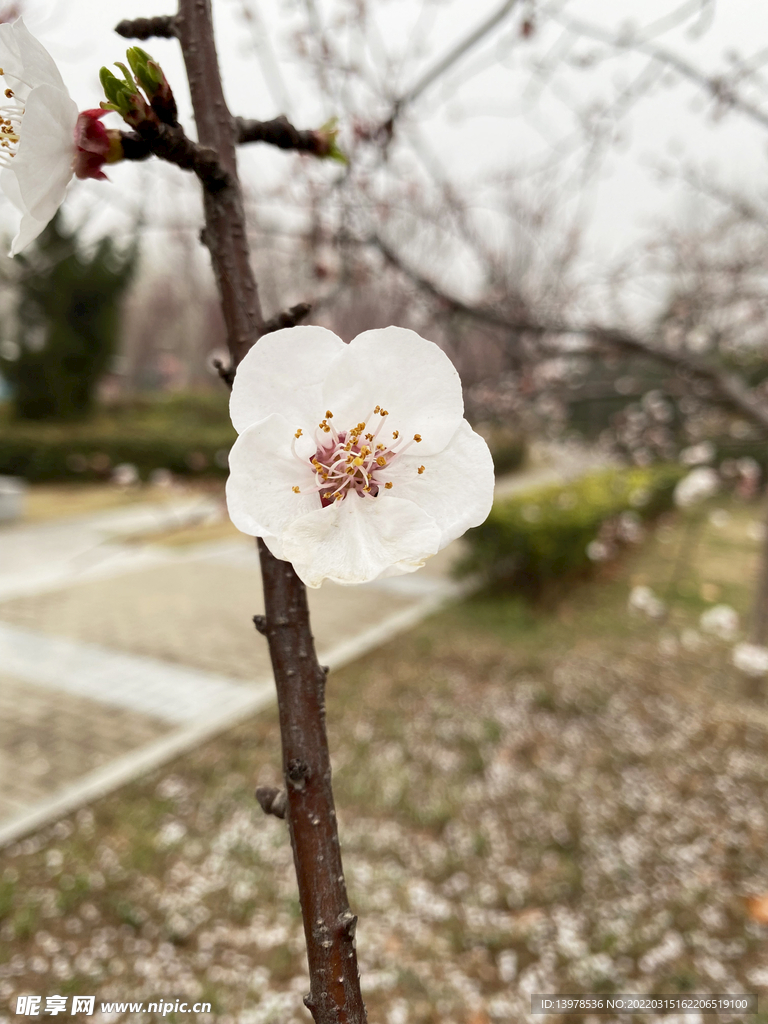 山杏花