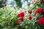 月季花
