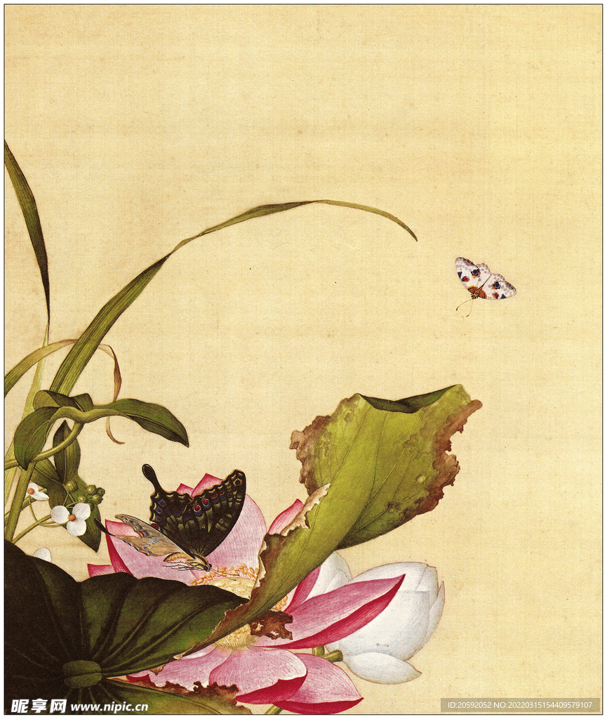 花纹  