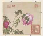 牡丹花 