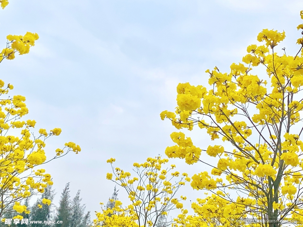 黄花风铃木