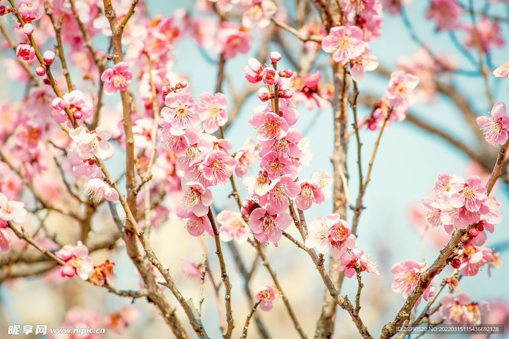 桃花