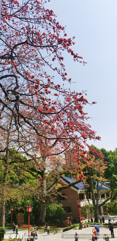 木棉花开