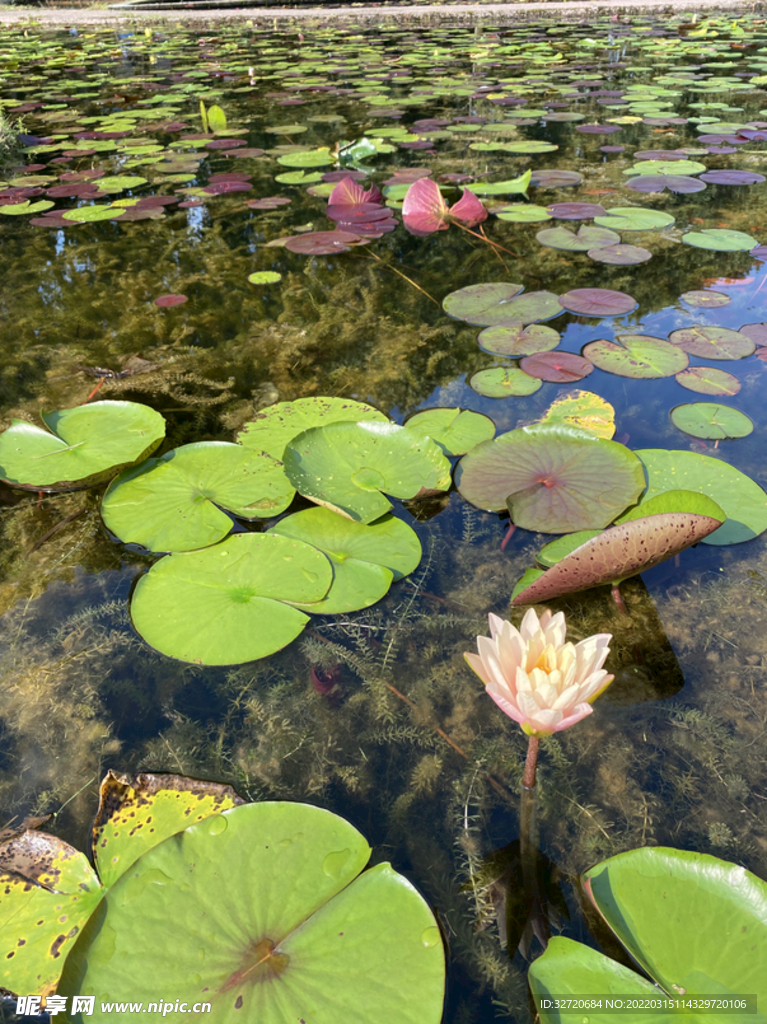 莲花水池