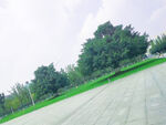 树