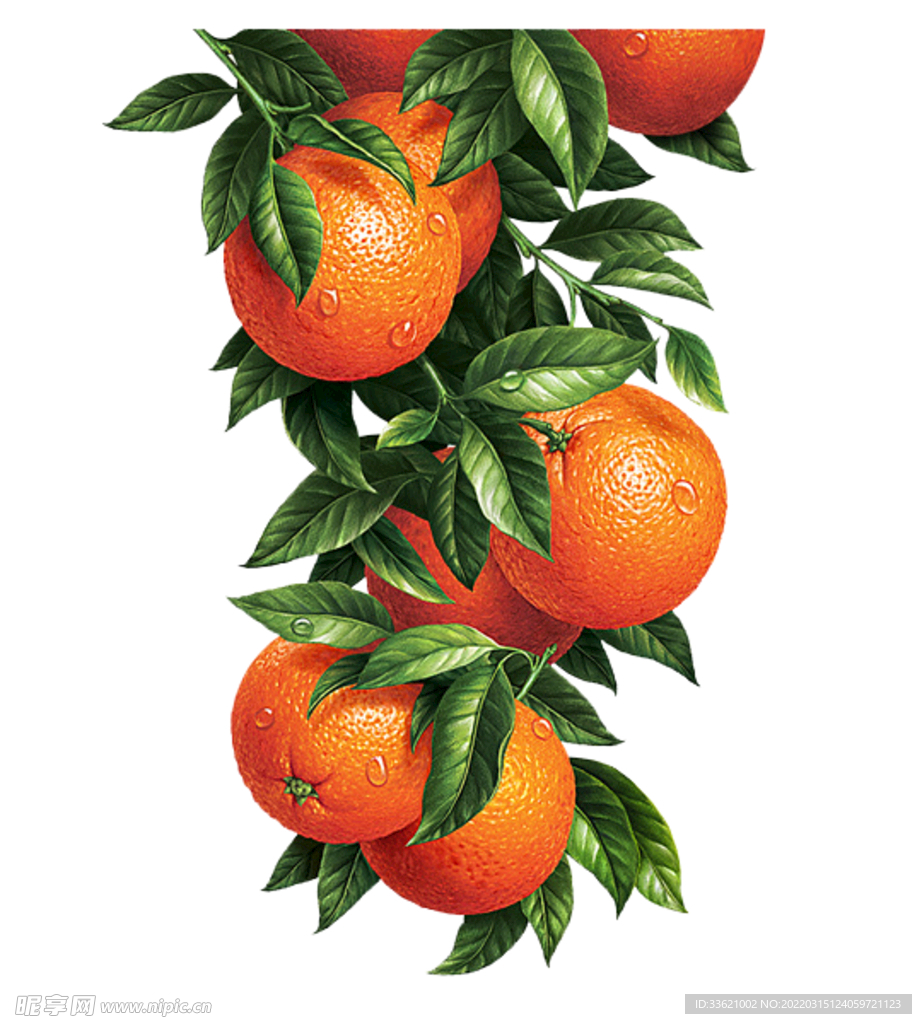 橙子  