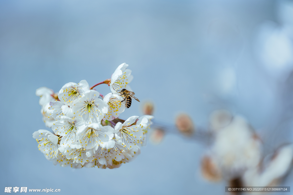 花香惹蜂忙