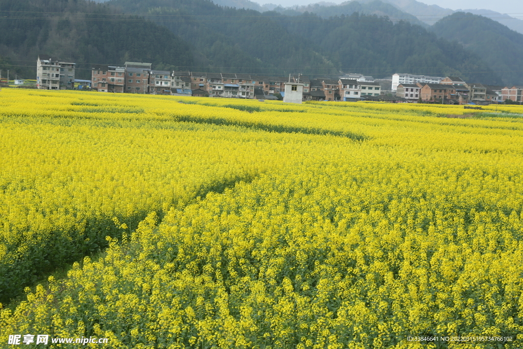 油菜花