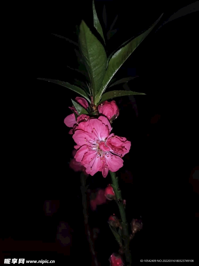 梅花
