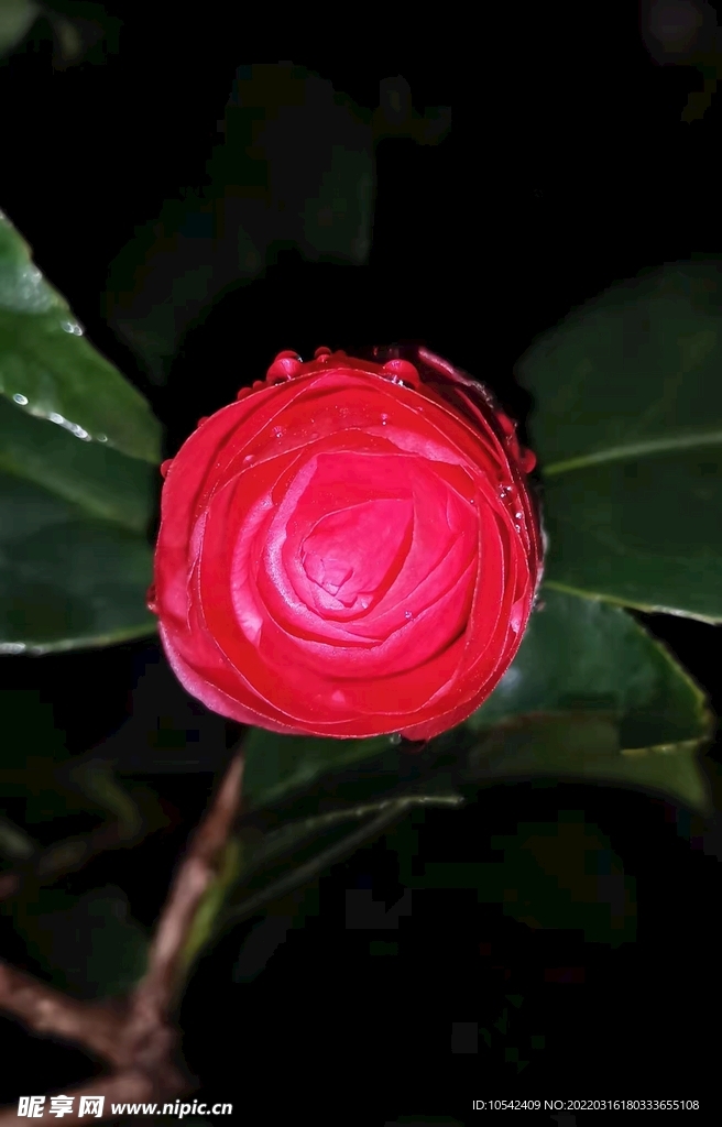 茶花