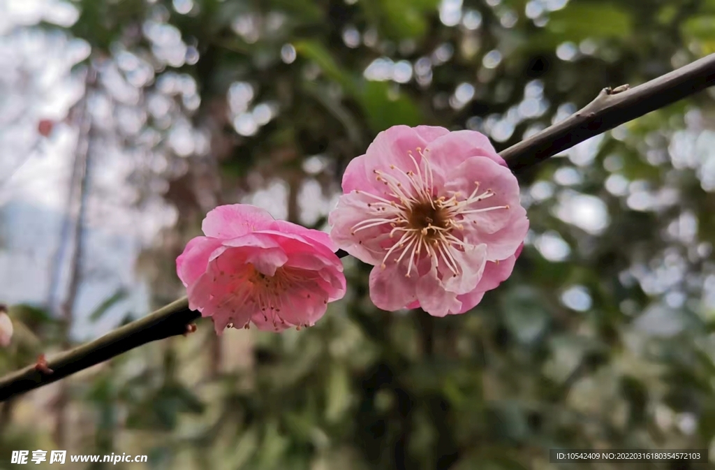 梅花