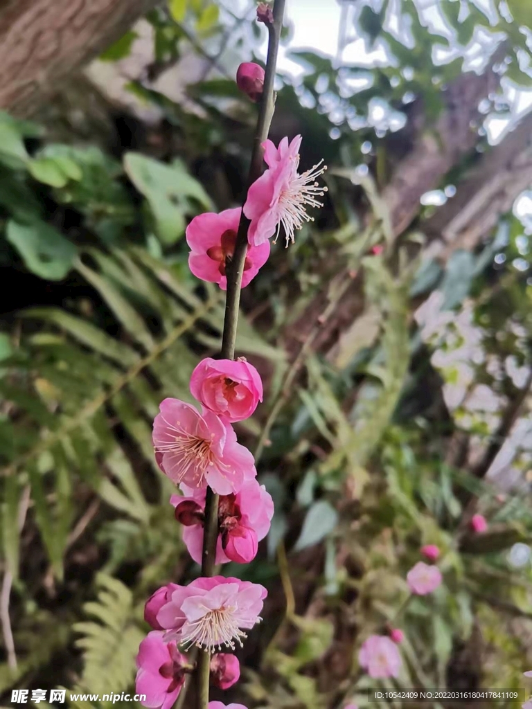 梅花
