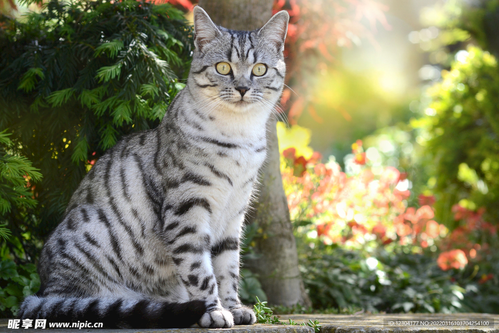猫