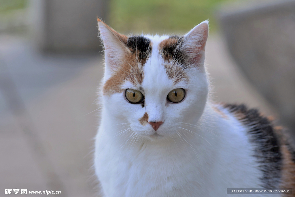 猫