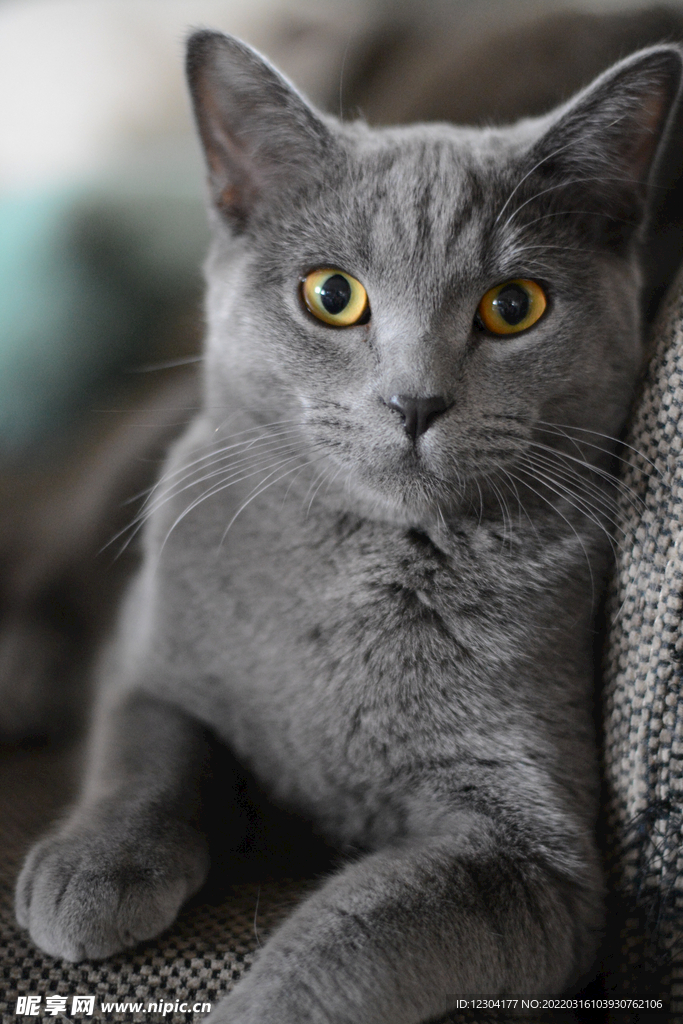 灰猫