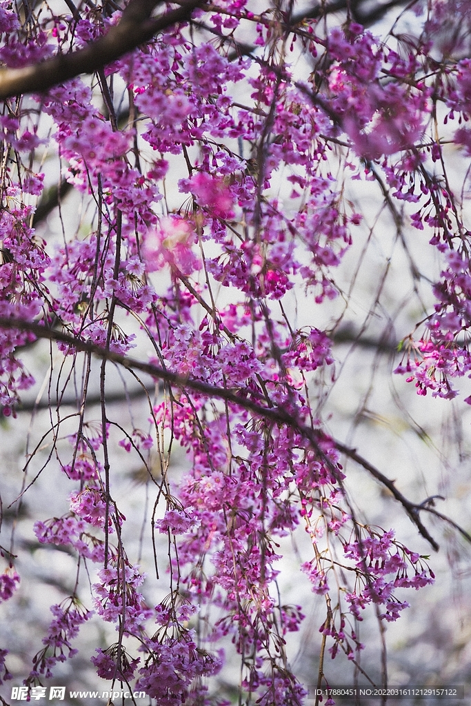 花卉