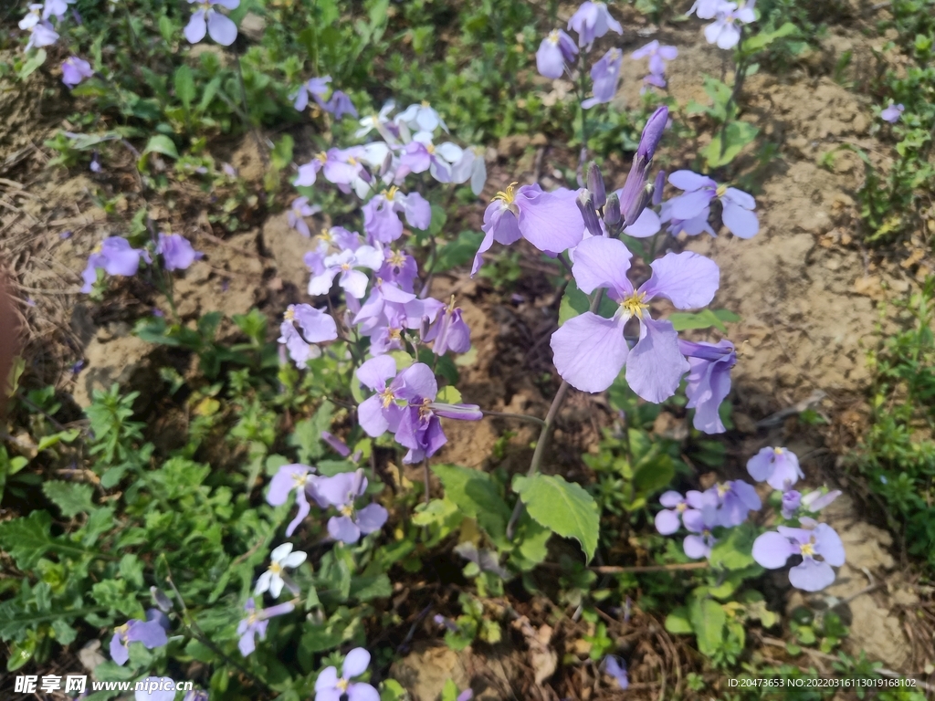 诸葛菜花