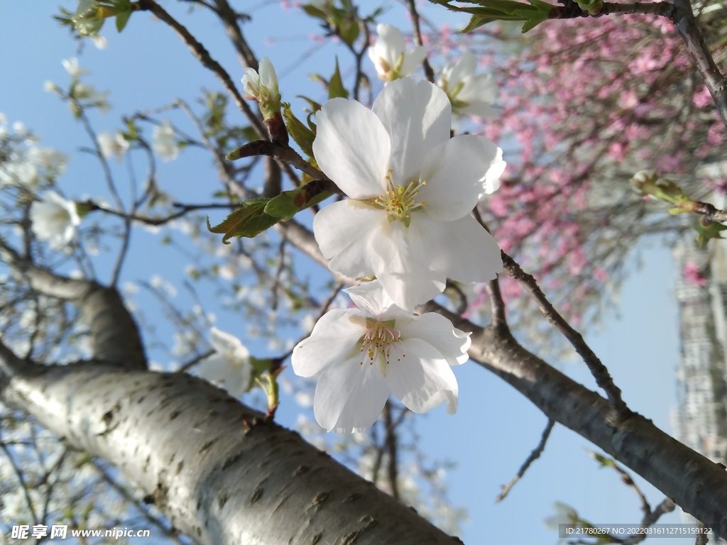 樱花白花