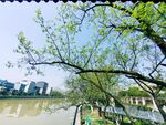 树枝 绿芽