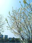 樱花树 绿叶