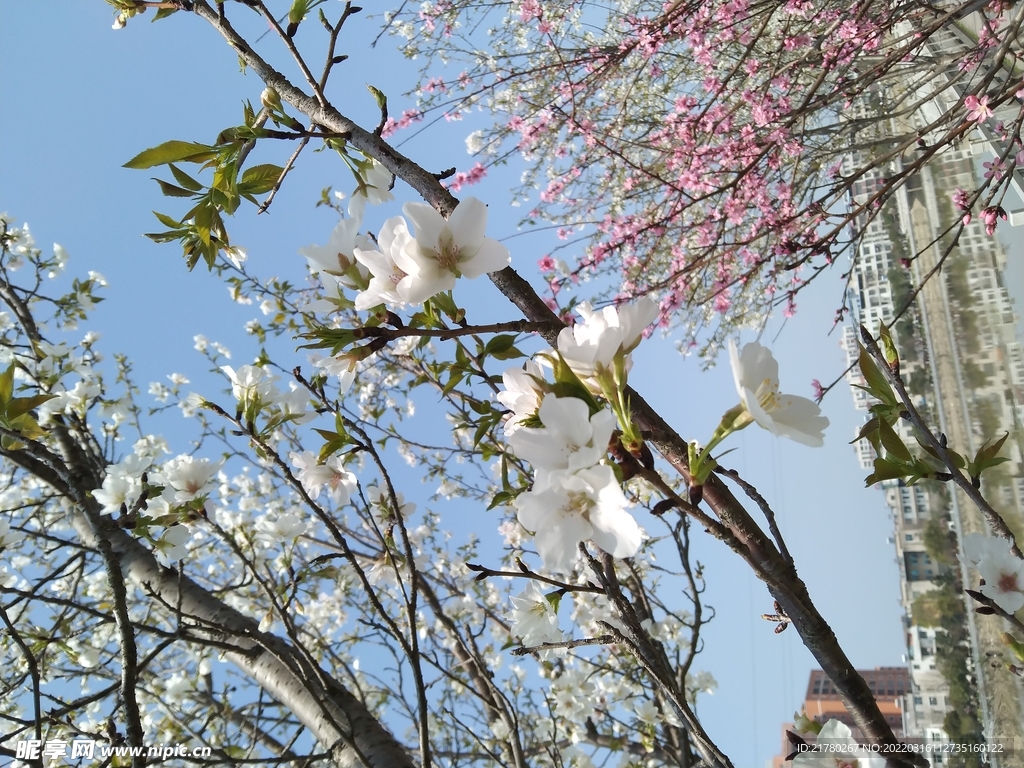 樱花桃花