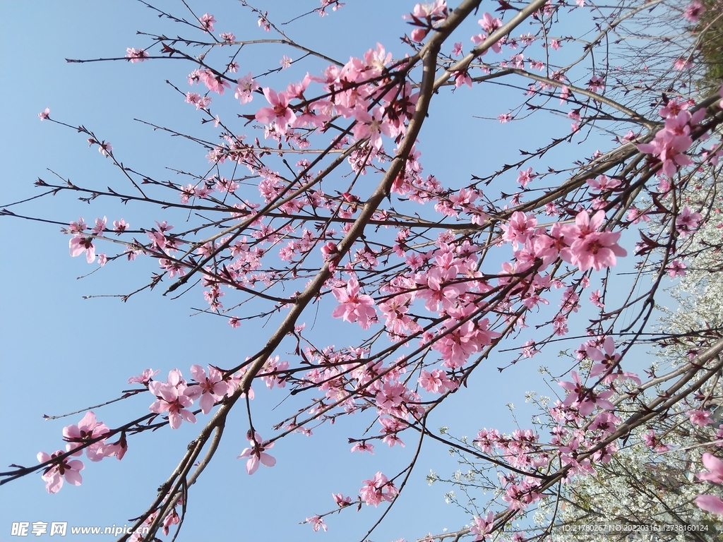 花枝 桃树