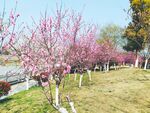 山花烂漫