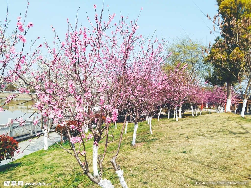 山花烂漫