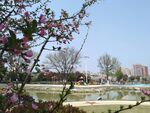 公园花开