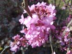 花束