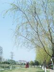 柳树