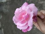 粉花朵