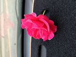 花朵 月季