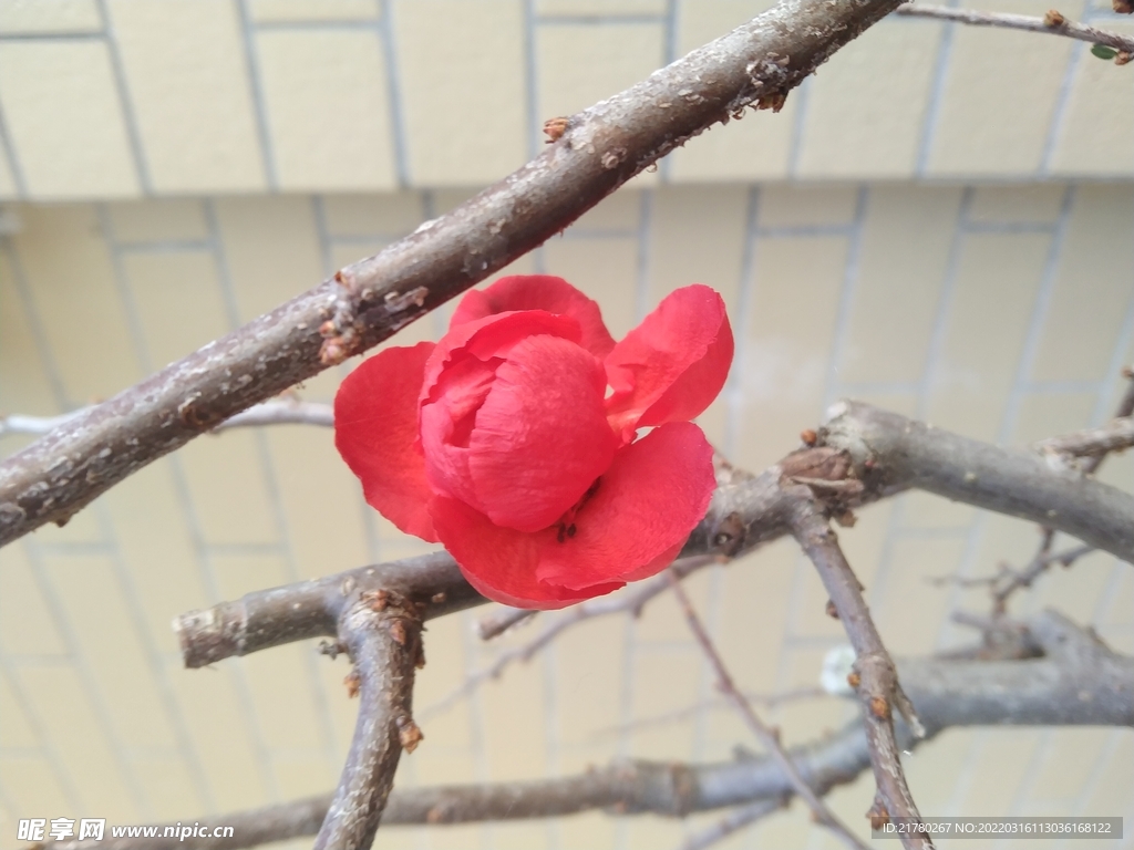 鲜花 梅花