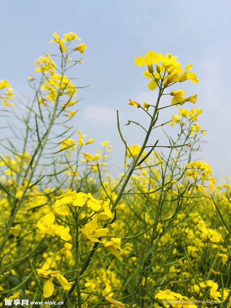 油菜花