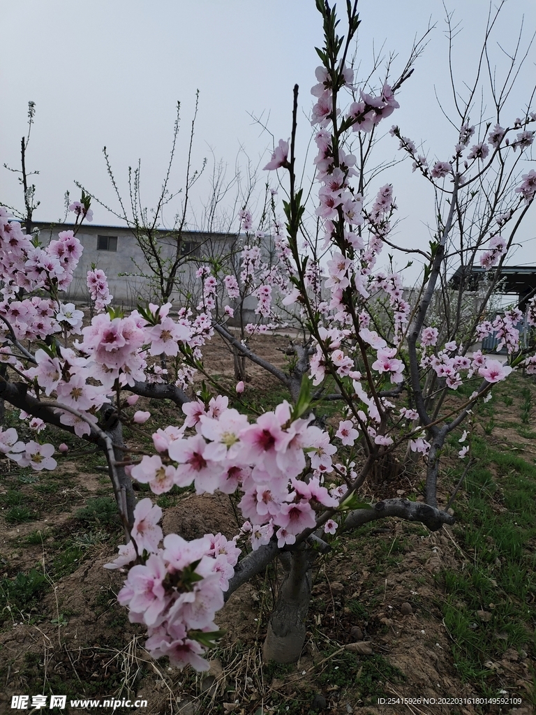 树