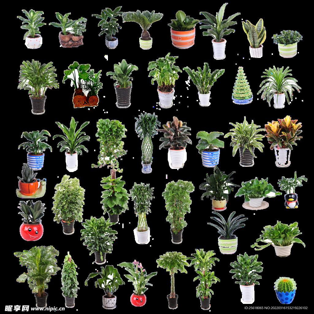 绿植大全