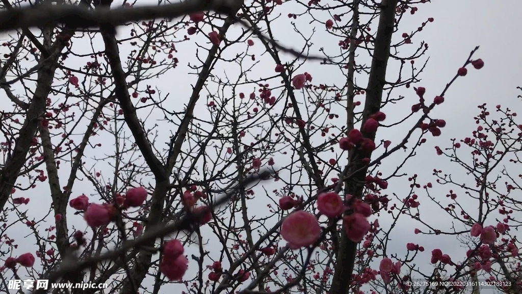 梅花