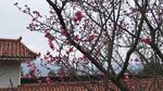 梅花