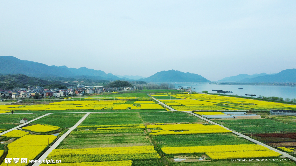 梯田 稻田