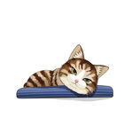 猫              