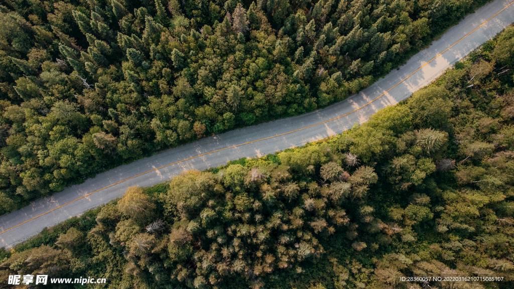 森林公路