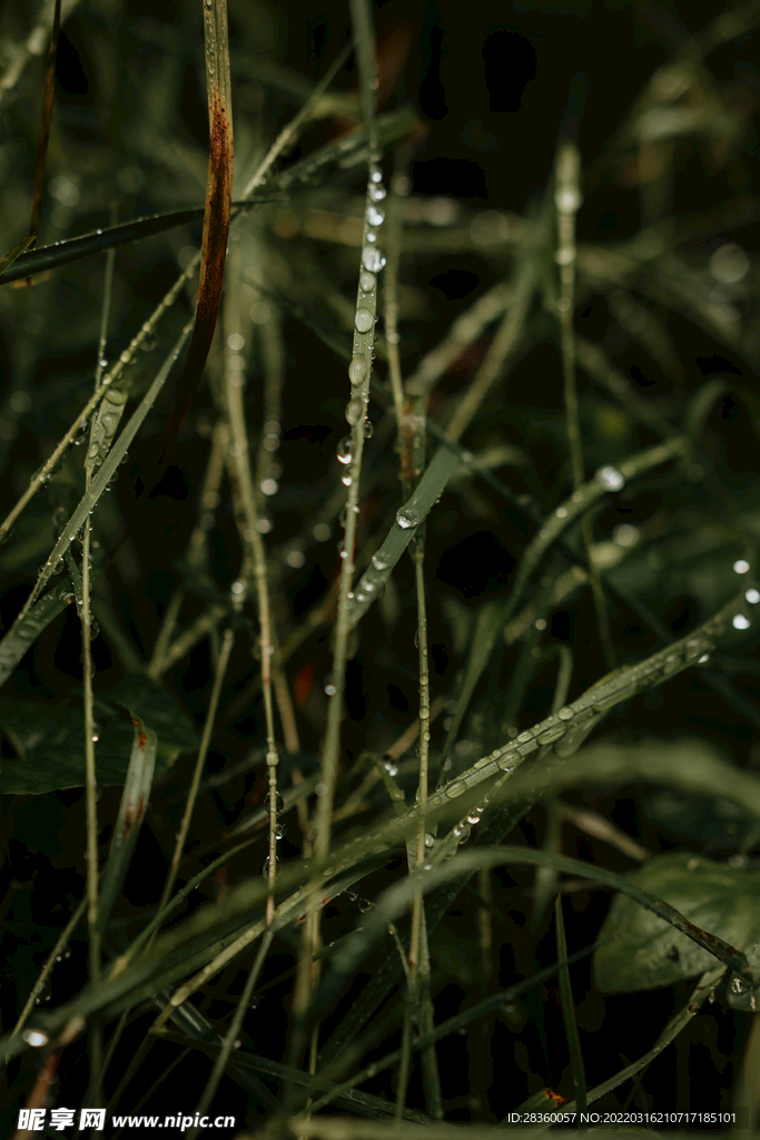 晨露的植物